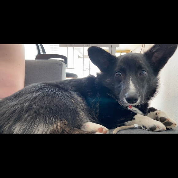 I’m Cedelle! - Picture 3 of 3